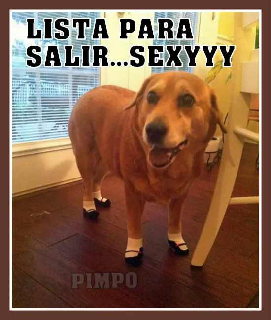 humor grafico