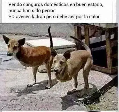humor grafico