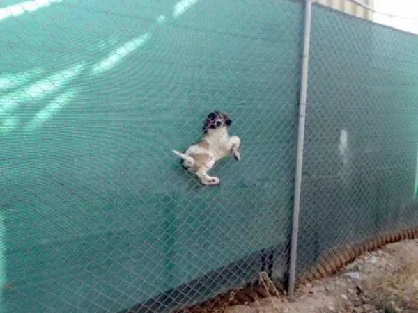 fails