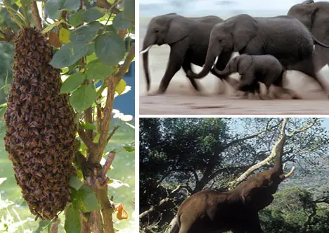 Los 5 mecanismos de Super Protección de los Animales