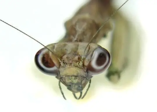 Como Ven Los Insectos?