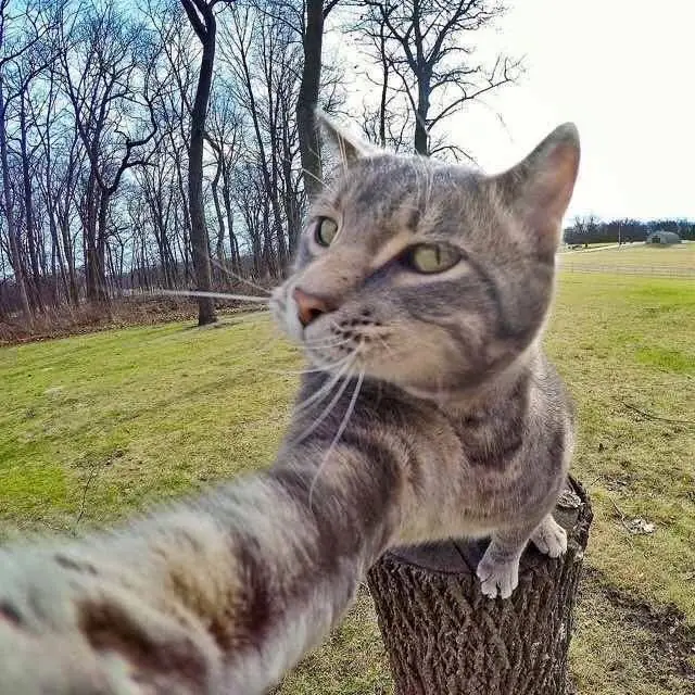 selfies