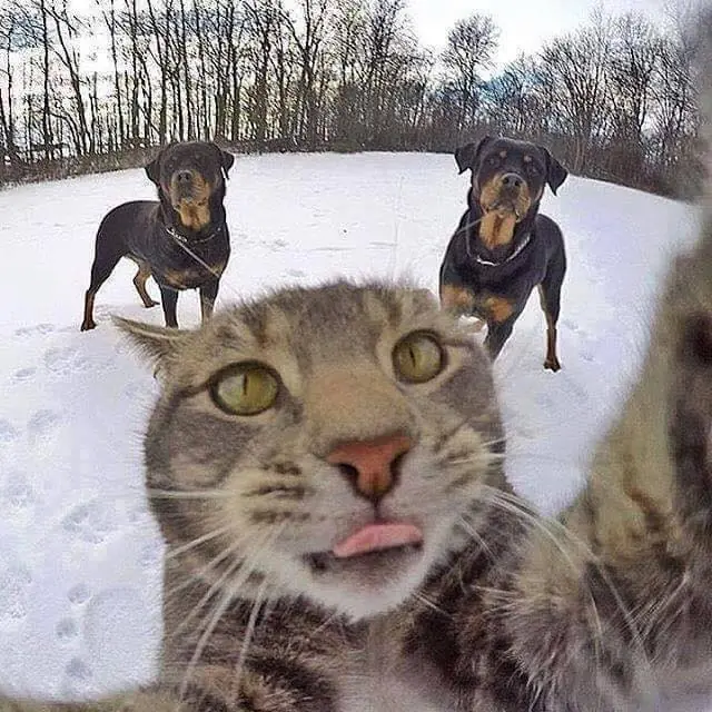 fotos