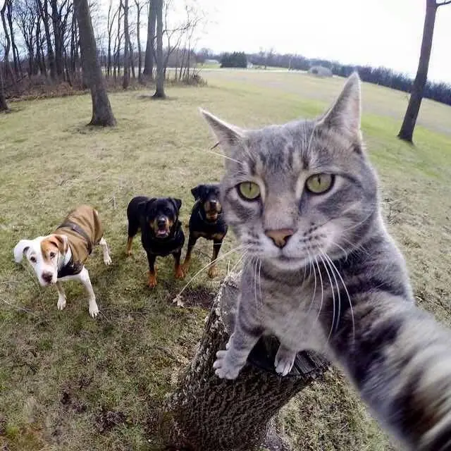 Conozcan a Fiallito un gato q se toma Selfies mejores q tú.!