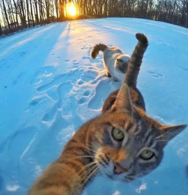 selfies