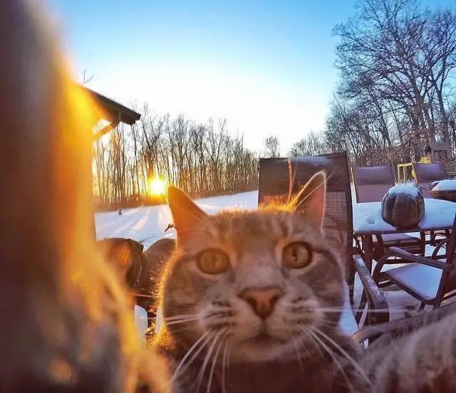 Conozcan a Fiallito un gato q se toma Selfies mejores q tú.!