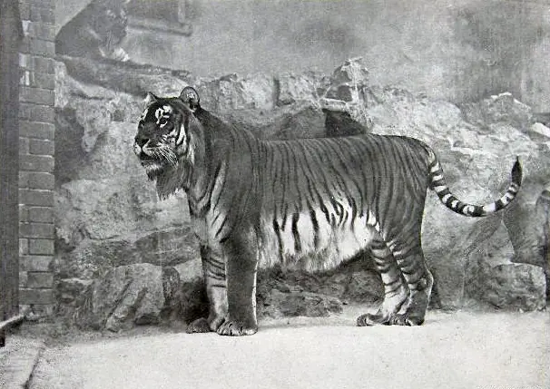 oso de atlas