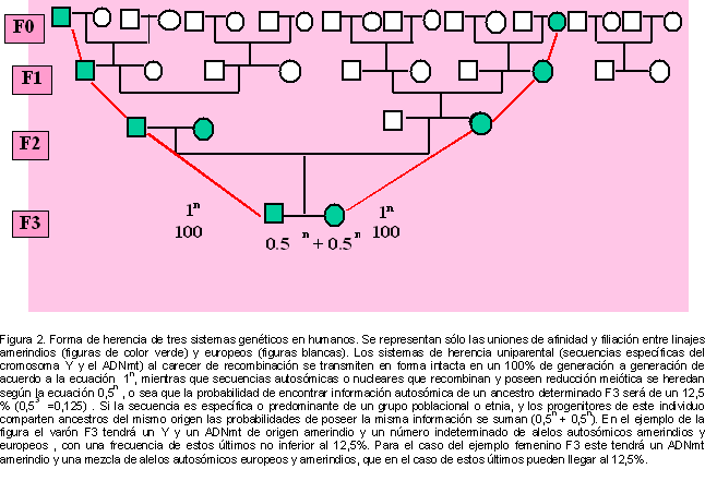 derechos