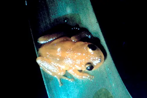 El grave problema de la extinción de los anfibios.