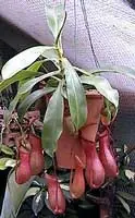 tropicales