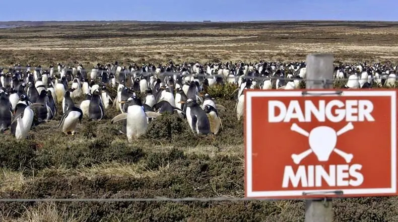Malvinas:Pingüinos han sobrevivido sobre un campo de minas