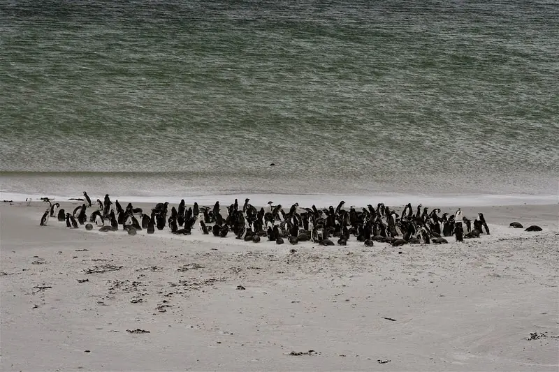 Los Pinguinos de Madagascar