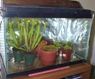 Plantas Carnívoras!