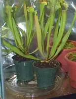 terrario