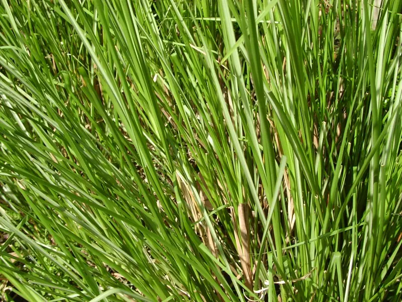El pasto vetiver en ecología e ingeniería