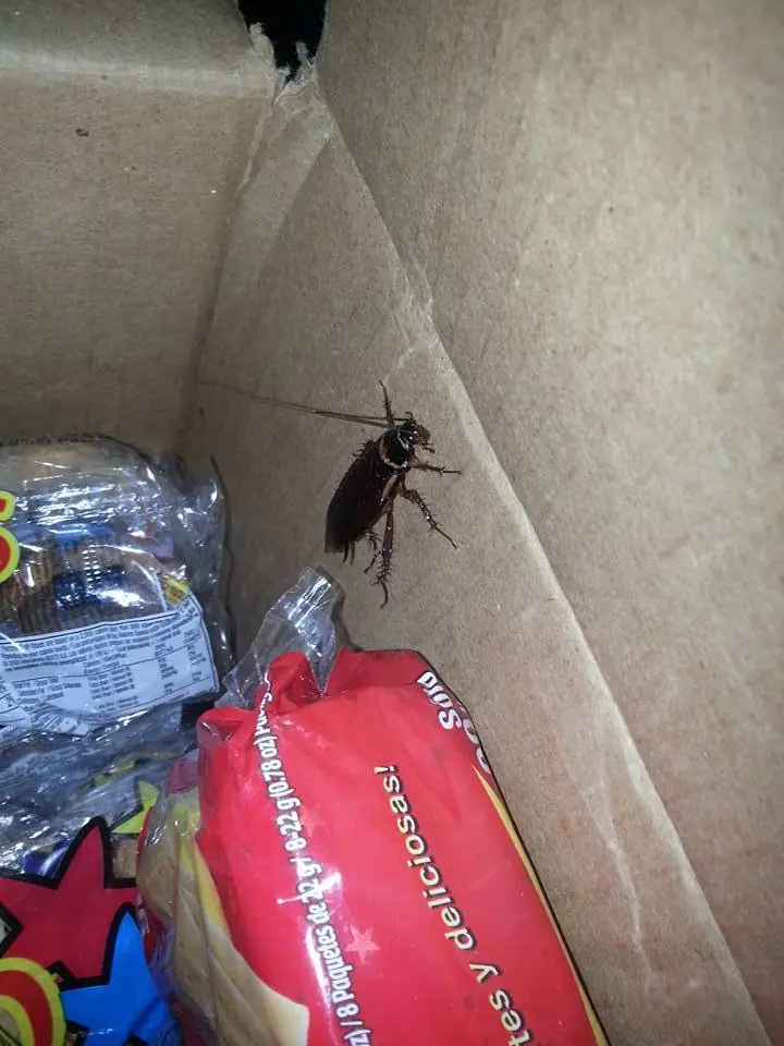 Me encontré una Cucaracha y te cuento mi experiencia