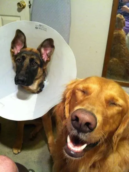 humor