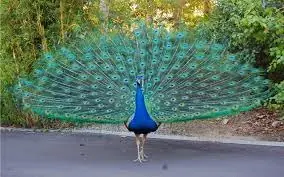 proporcion aurea