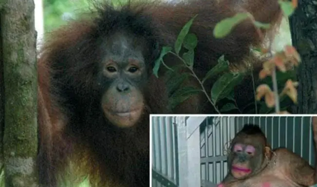 Orangután que fue prostituida vuelve a su habitat