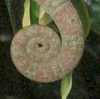 fibonacci