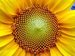 serie de fibonacci