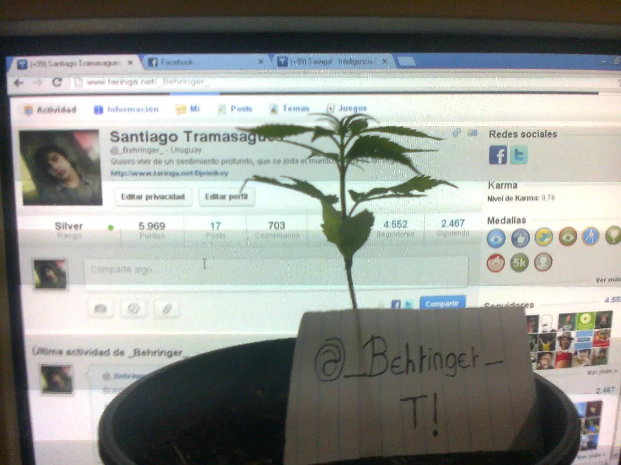 Germinando Marihuana