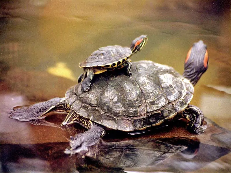 5 claves para cuidar mejor a tu tortuga (agua)