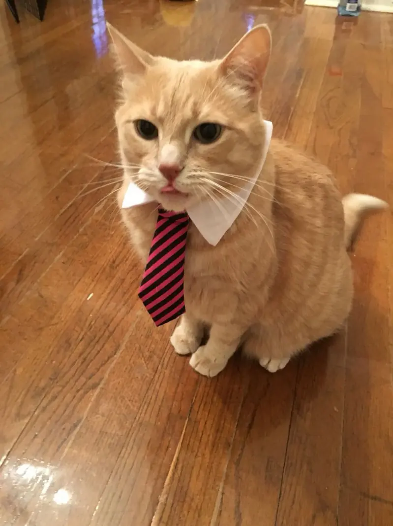 Domingo aburrido? imágenes y gifs que no viste [10]