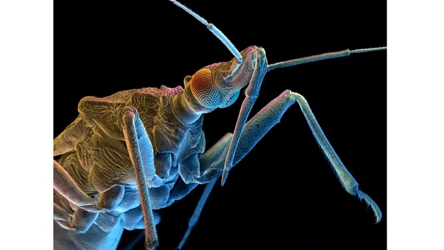 insectos