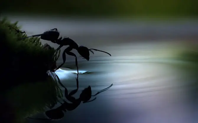 insectos