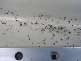 mosquitos