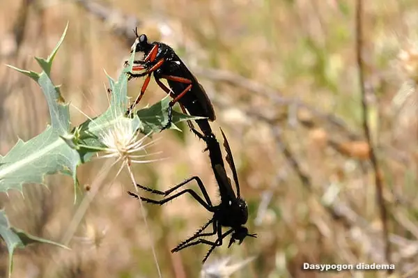 insectos