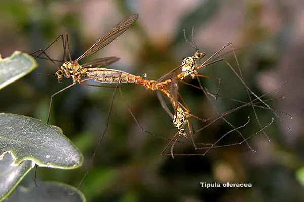 mosquitos