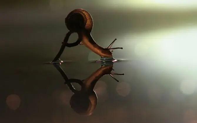 Un buen post sobre insectos varios