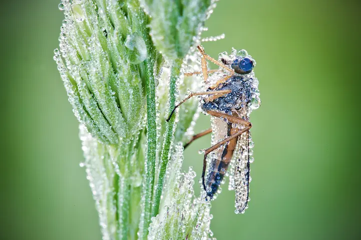 insectos