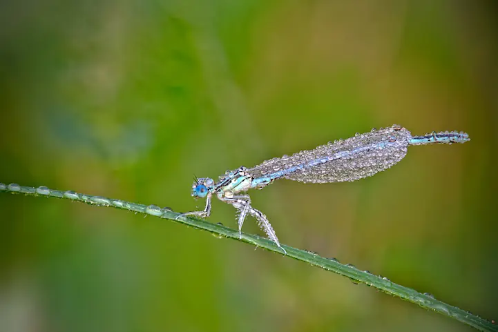Un buen post sobre insectos varios