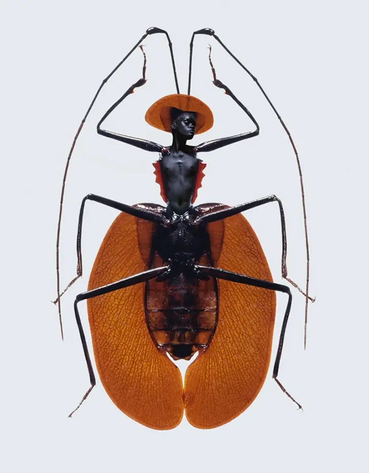 mosquitos