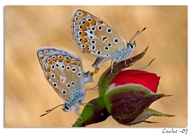 caracoles