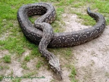 lechuza