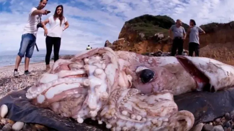 Las profundidades del océano esconden calamares gigantes