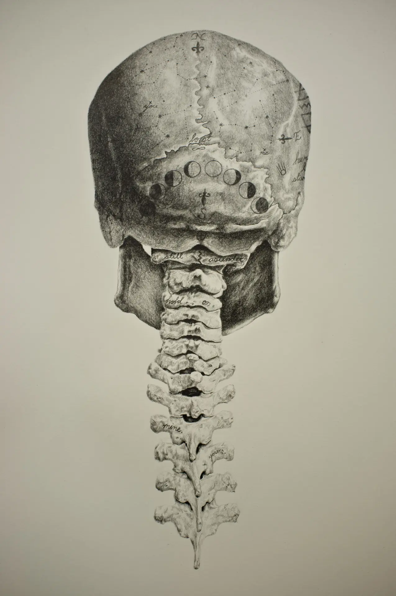 anatomia