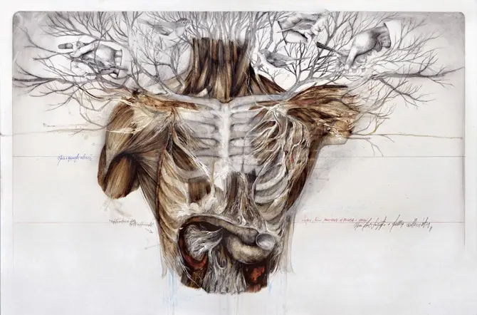 anatomia