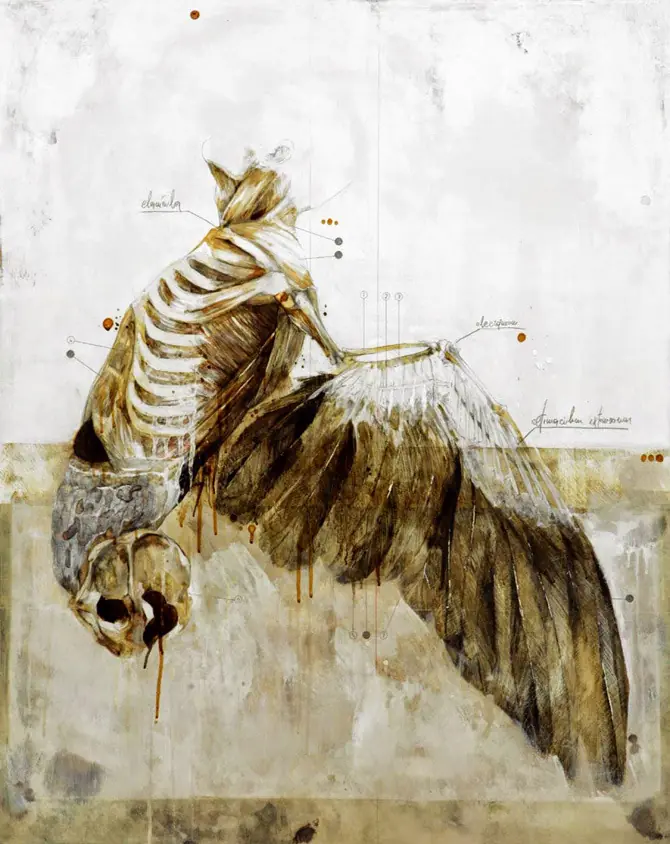 anatomia