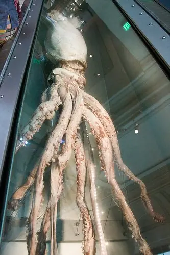 calamares