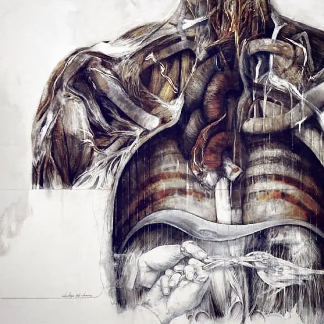 anatomia
