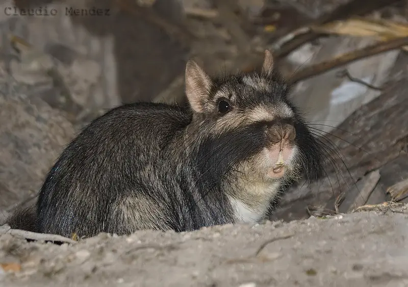 vizcacha