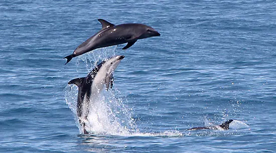 animales negros