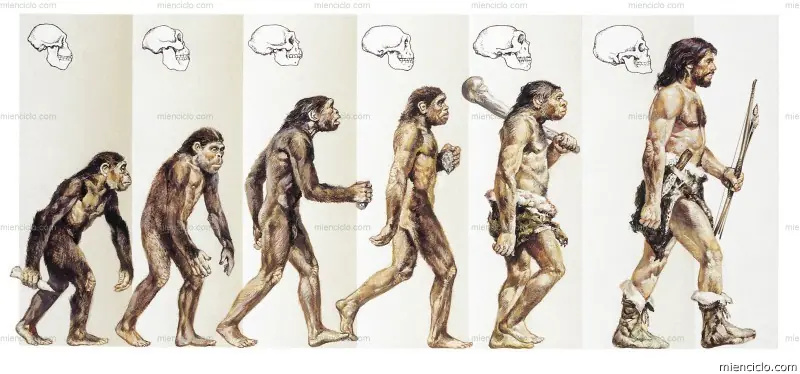 darwin