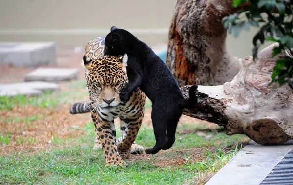 Animales