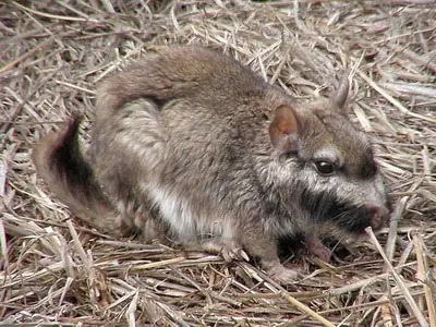 vizcacha